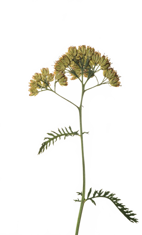 Hand Pressed Flora