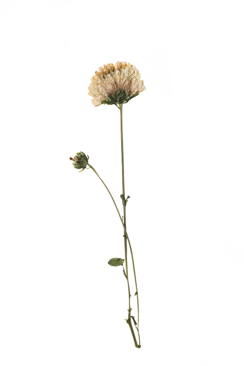 Hand Pressed Flora